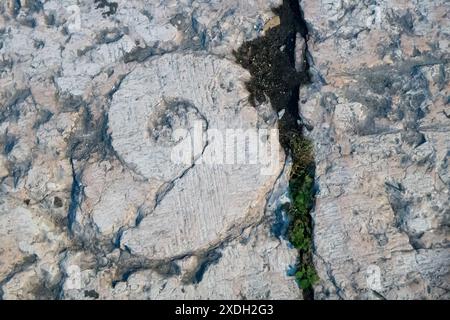 Ammonoidea dans le pavé de pierre de la rue dans le centre historique de Vérone, Province de Vérone, Vénétie, Italie© Wojciech Strozyk / Alamy Stock photo *** l Banque D'Images