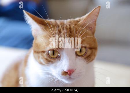 Portrait d'un chat mignon de gingembre Banque D'Images