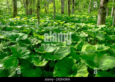 Lake Banque D'Images