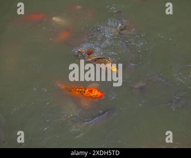 Carpe Koi à Wat Nang Sao, Thaïlande Banque D'Images