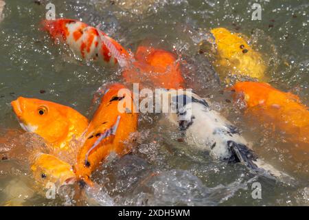 Carpe Koi à Wat Nang Sao, Thaïlande Banque D'Images