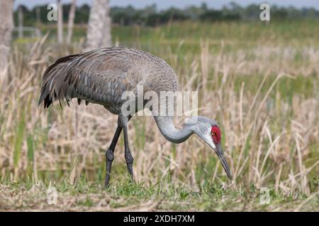 Grue de Sandhill, Grus canadensis, alimentation des oiseaux adultes dans les zones humides de Viera. Zones humides de Viera, Floride, États-Unis Banque D'Images