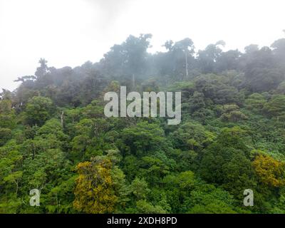 Forêt de nuages brumeux dans les contreforts des hautes terres de Chiriqui dans le volcan Baru, Panama, Amérique centrale - photo stock Banque D'Images