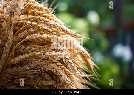 Image en gros plan de tiges de blé dorées, mettant en évidence les grains et les textures sur un fond vert flou. Banque D'Images