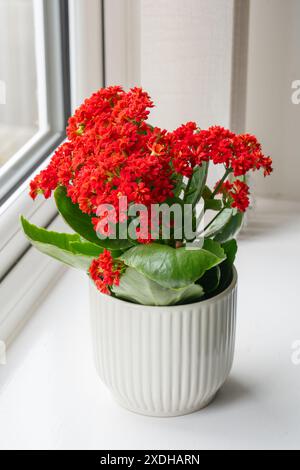 Sensations fortes de veuves (Kalanchoe blossfeldiana) avec des fleurs rouges, également connu sous le nom de Katy flamboyant ou plante de panda. Une plante de maison à feuilles persistantes originaire de Madagascar, Royaume-Uni Banque D'Images