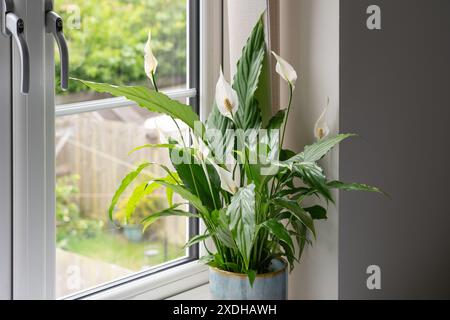 Le lys de paix Wallis (Spathiphyllum wallisii) est une plante herbacée tropicale à feuilles vert foncé brillantes et à spathes à fleurs blanches ovées. ROYAUME-UNI Banque D'Images