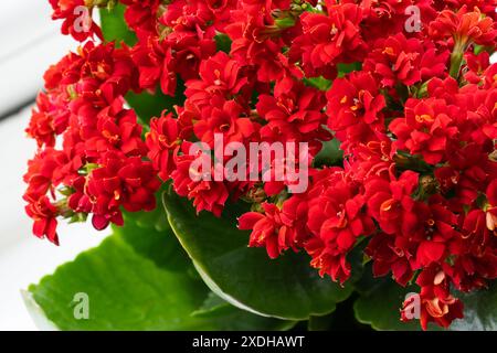 Sensations fortes de veuves (Kalanchoe blossfeldiana) avec des fleurs rouges, également connu sous le nom de Katy flamboyant ou plante de panda. Une plante de maison à feuilles persistantes originaire de Madagascar, Royaume-Uni Banque D'Images