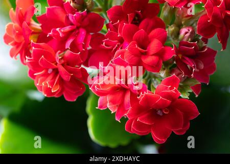 Sensations fortes de veuves (Kalanchoe blossfeldiana) avec des fleurs rouges, également connu sous le nom de Katy flamboyant ou plante de panda. Une plante de maison à feuilles persistantes originaire de Madagascar, Royaume-Uni Banque D'Images