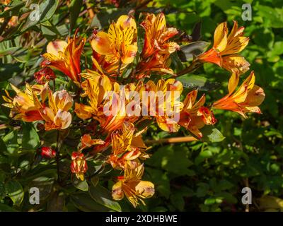 Alstroemeria dans toute sa splendeur colorée comme un bel arbuste de jardin Banque D'Images