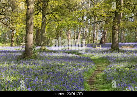 Bluebells anglais au printemps, Norfolk, East Anglia, Royaume-Uni Banque D'Images