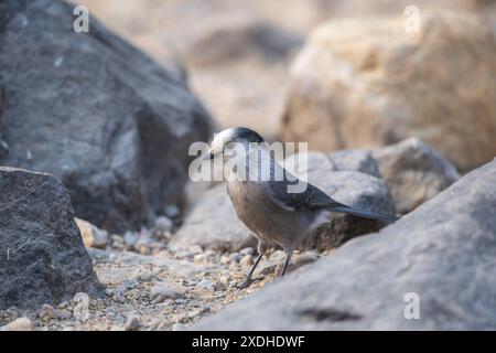 Gros plan sur un Canada Jay. Parc national Banff, Rocheuses canadiennes, Alberta, Canada. Grey jay, Grey jay, cambrioleur, whisky jack. Banque D'Images