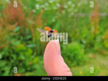 Coccinelle ou oiseau de dame laissant un pouce humain avec des ailes dehors Banque D'Images