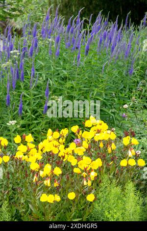 Jaune, Oenothera fruticosa 'Sonnenwende' jardin plantes plantes vivaces vivaces, fleur Primrose du soir Banque D'Images