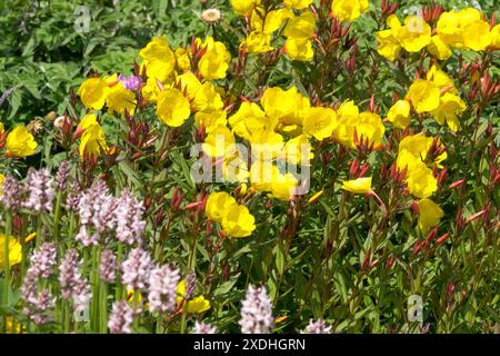 Jaune, Oenothera fruticosa 'Sonnenwende' plantes de jardin vivaces, Flower Evening Primrose Banque D'Images