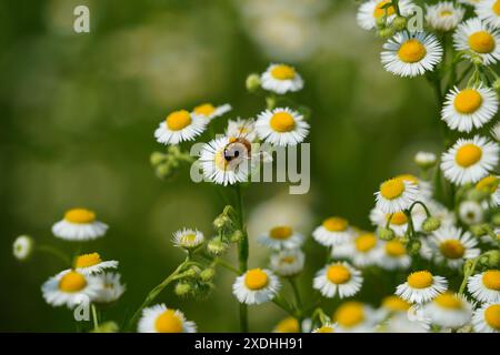 Fleurs de camomille et abeille sur la prairie verte en été Banque D'Images