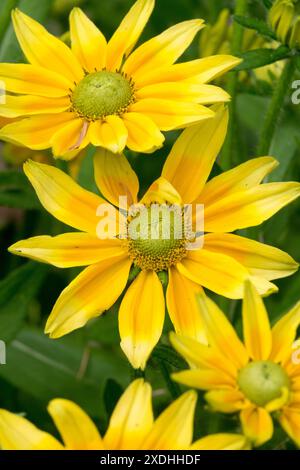 Susan Gloriosa Daisy jaune Marguerite aux yeux noirs, Rudbeckia hirta 'Prairie Sun' Banque D'Images