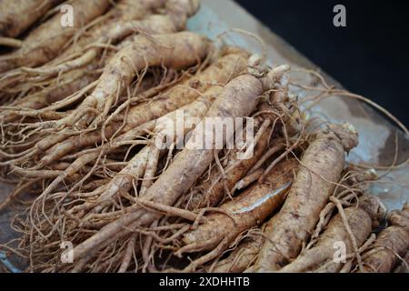 Racine de ginseng fraîche sur le marché. Concept d'agriculture biologique. Banque D'Images