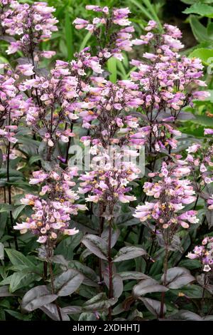 Rose, Violet, Penstemon davidsonii 'Dakota Burgundy', plantes, floraison de Beardongue Banque D'Images