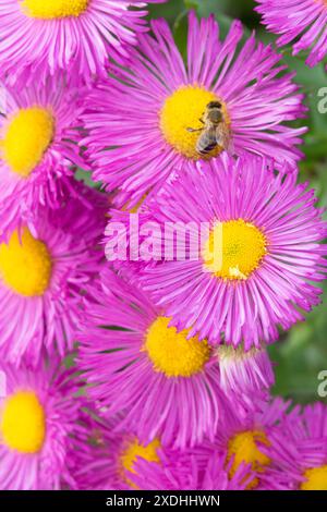 Rose, jaune, Erigeron 'Rotes Meer', juin, abeille européenne sur fleur Banque D'Images