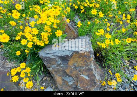 Lanceleaf Coreopsis Coreopsis lanceolata Stone Rocky Garden Flowers Banque D'Images