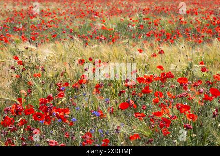 Champ de coquelicots en été. Fleurs de coquelicot dans le vent. Nature sauvage en beauté. Coquelicots et bleuets. Paysage aérien d'été. Paysage rural. Banque D'Images