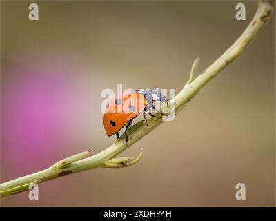 Coccinelle sur Twig Banque D'Images