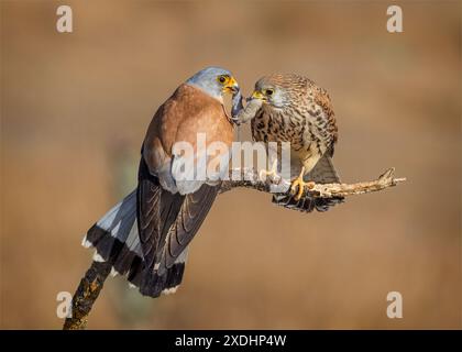 Petite paire de Kestrel avec proie Banque D'Images