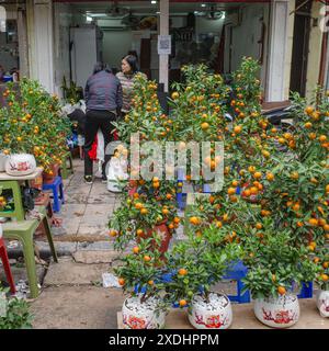 Hanoi, Vietnam - 9 février 2024 : commerçants vendant des plantes de Kumquat pour les célébrations du nouvel an lunaire du Têt à Hanoi, Vietnam Banque D'Images