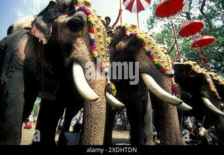 Agriculteurs avec leurs éléphants au traditionnel Pooram ou Elephant Festival et Temple Festival dans la ville de Thrissur ou Trichur dans la province de Ker Banque D'Images