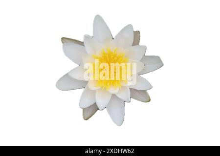 Nymphaea alba, également connu sous le nom de nénuphar européen, rose d'eau vive ou nenuphar blanc, est une plante à fleurs aquatiques de la famille Nymphaeace Banque D'Images
