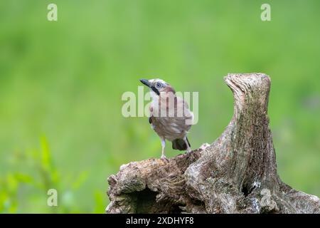 Jay eurasien, Garrulus glandarius, perché sur une souche d'arbre morte Banque D'Images