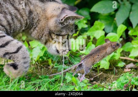 Laatzen, Allemagne. 23 juin 2024. Un chat chasse une souris dans un jardin. Crédit : Julian Stratenschulte/dpa/Alamy Live News Banque D'Images