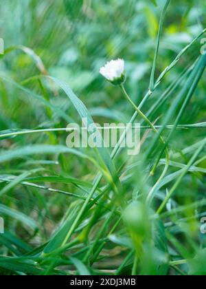 Des marguerites blanches fleurissent dans une herbe verte luxuriante, symbolisant la pureté et l'espoir dans un cadre extérieur tranquille Banque D'Images