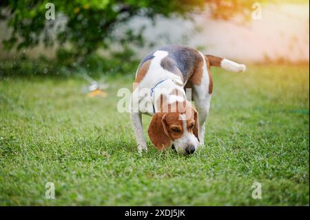 Chien Beagle wak sur la pelouse d'herbe verte le jour ensoleillé lumineux Banque D'Images