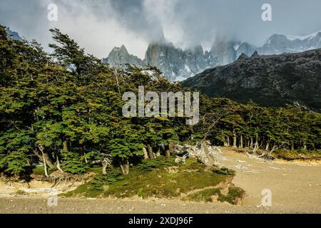 Forêt de hêtres du sud, -Lenga-, Nothofagus pumilio, El Chalten, Parc National Los Glaciares, republica Argentina, Patagonia, Amérique du Sud Banque D'Images