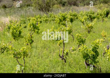 Vignoble sur l'île de Zirje en Croatie Banque D'Images