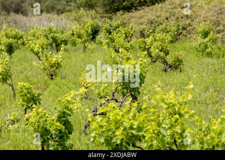 Vignoble sur l'île de Zirje en Croatie Banque D'Images