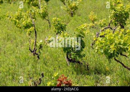 Vignoble sur l'île de Zirje en Croatie Banque D'Images