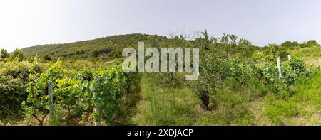 Vignoble sur l'île de Zirje en Croatie Banque D'Images