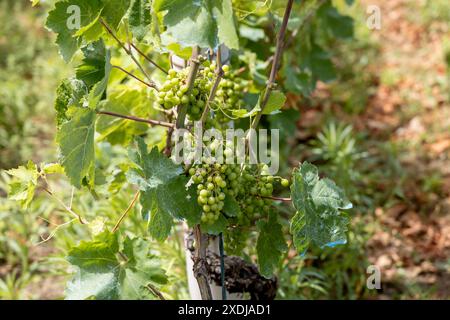 Vignoble sur l'île de Zirje en Croatie Banque D'Images