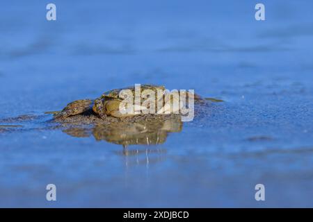 Un minuscule crabe du rivage de l'Oregon creusant dans le sable humide sur une plage. Banque D'Images