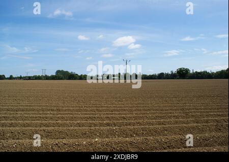 Culture des pommes de terre : pommes de terre nouvellement plantées dans des lits. Banque D'Images