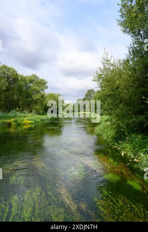 Winchester. Angleterre. La rivière Itchen à Martyr Worthy. La rivière est l'un des premiers ruisseaux de craie au monde pour la pêche à la mouche. Banque D'Images