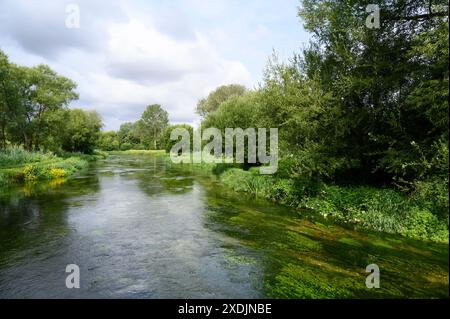 Winchester. Angleterre. La rivière Itchen à Martyr Worthy. La rivière est l'un des premiers ruisseaux de craie au monde pour la pêche à la mouche. Banque D'Images