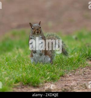 Écureuil gris Banque D'Images