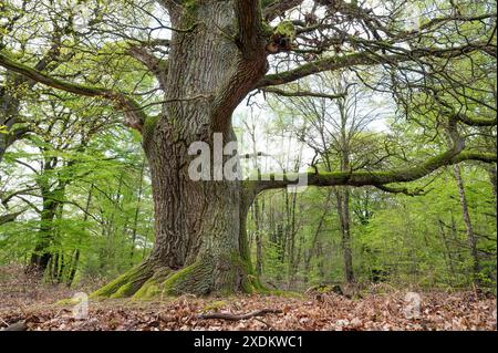 Vieux chêne pédonculé (Quercus robur), chêne hutte, chêne Rapp, forêt primitive de Sababurg, Hesse, Allemagne Banque D'Images