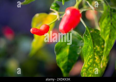 Gros plan de piments rouges poussant sur une plante avec des feuilles vertes en arrière-plan. Banque D'Images