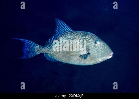 Poisson à lèvres épaisses avec nageoires bleues, poisson-gâteau de l'Atlantique (Balistes capriscus) (Balistes carolinensis), sur fond sous-marin sombre. Site de plongée Banque D'Images