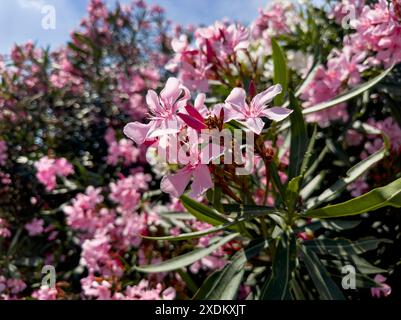 Laurier rose en fleurs (Nerium oleander), Italie Banque D'Images