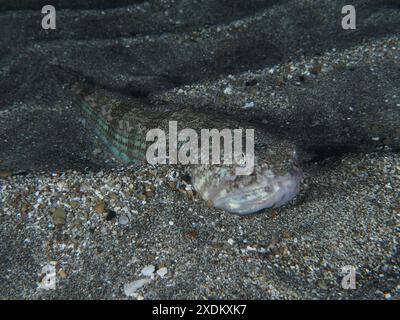 Le poisson-lézard de l'Atlantique (Synodus saurus) repose encore la nuit sur le sable de lave dans la mer. Site de plongée Playa, Los Cristianos, Tenerife, Îles Canaries, Espagne Banque D'Images